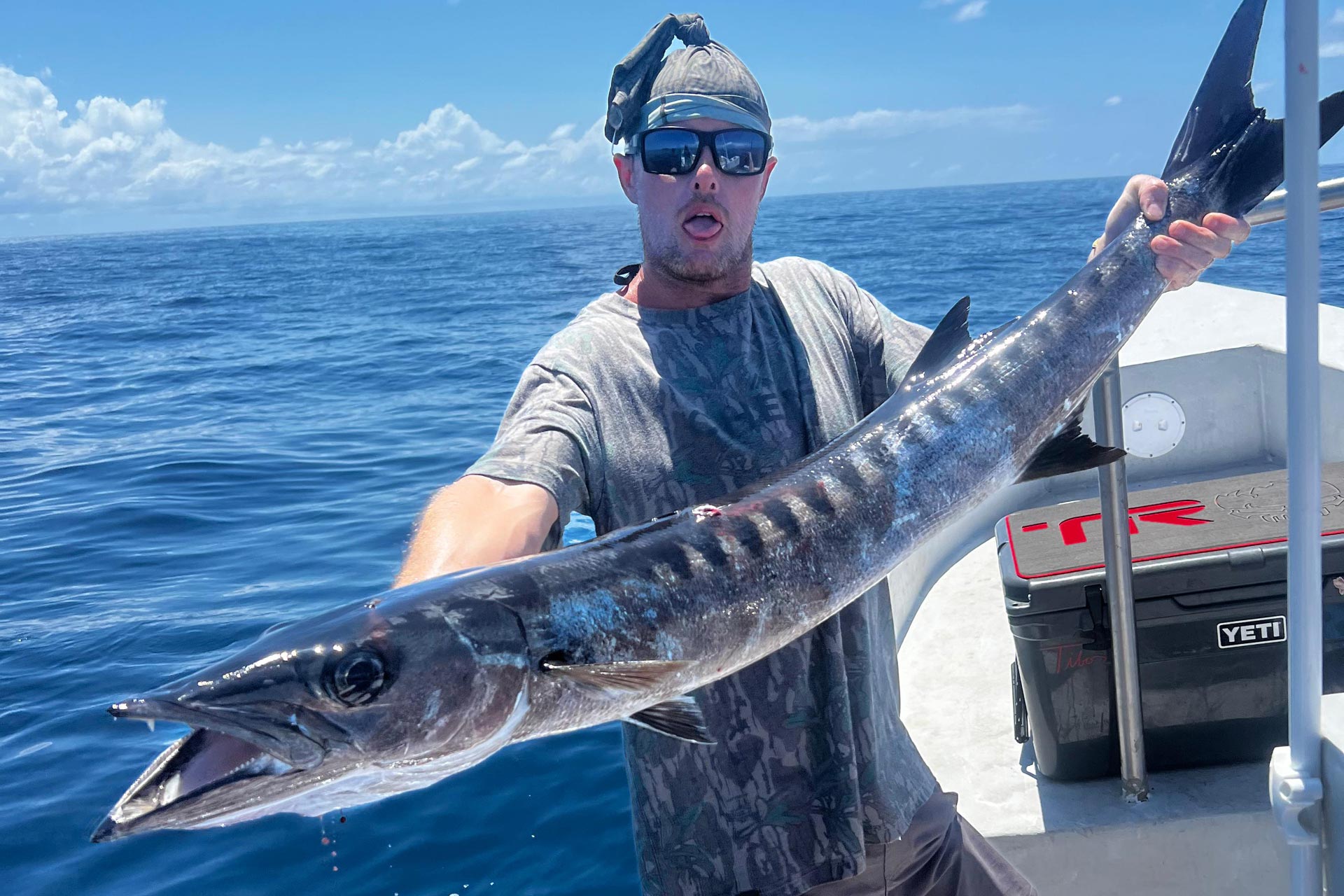 Pacific barracuda (Sphyraena argentea)