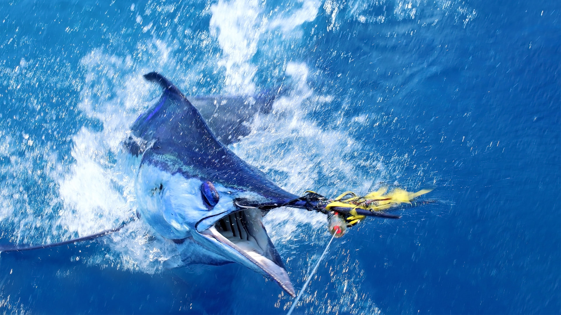 Full-Day-Offshore