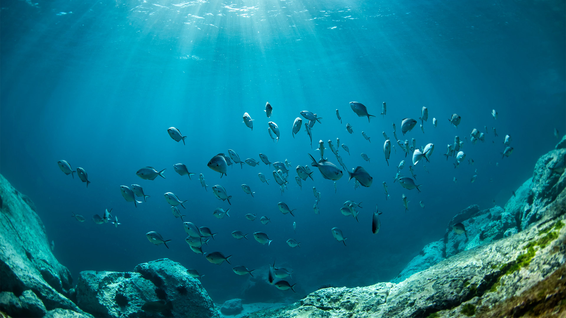 Marine-Safari-Observation