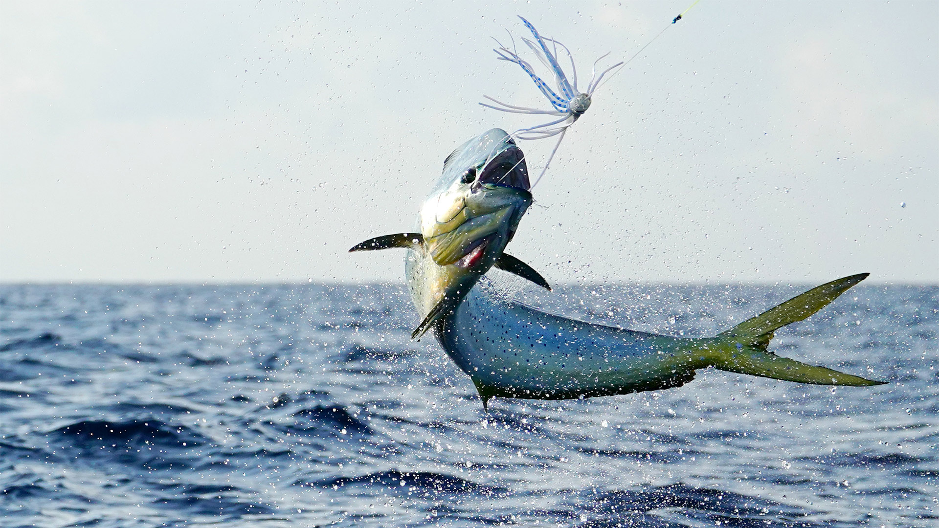 half-Day-Offshore
